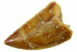 Serrated Raptor Tooth - Real Dinosaur Tooth #300846-1